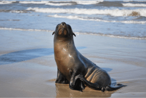 Sea Lion Sea Lion